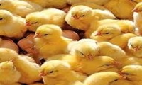 جوجه‌ریزی در مرغداری‌های کردستان افزایشی بوده است